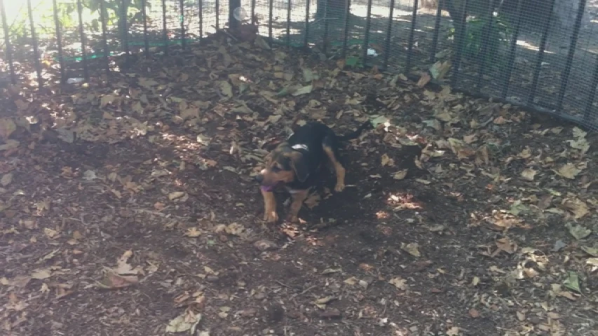 a dog in a fenced off area surrounded by leaves