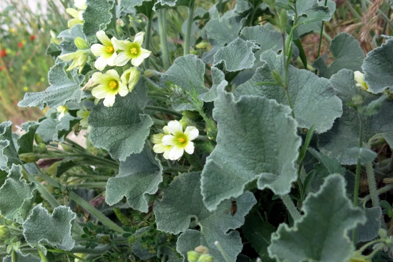 some white and yellow flowers in a green field