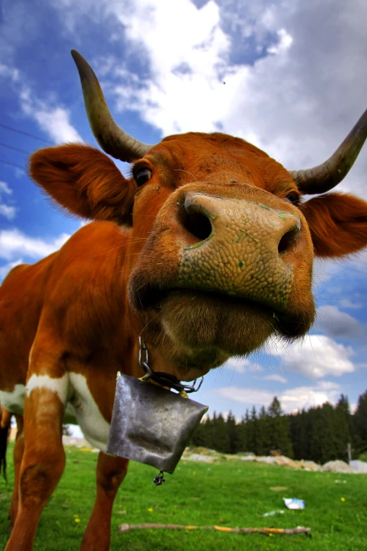 a cow that is standing in the grass