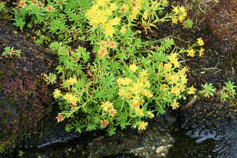 the plant is growing on top of the rock