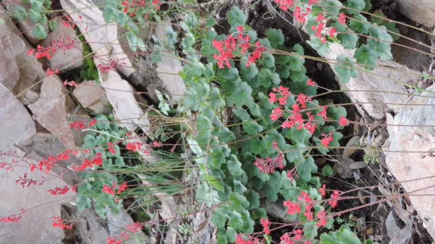 a group of flowers growing on a rock