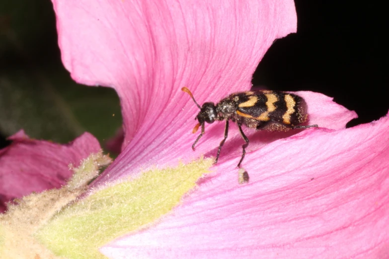 a bee is on a pink flower in the sunlight