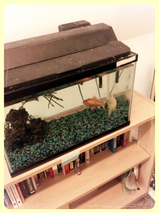 two small animals in a tank of some kind on shelves