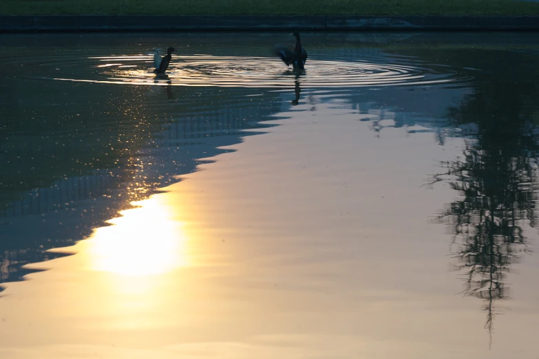 a pond with ducks in it with the sun rising