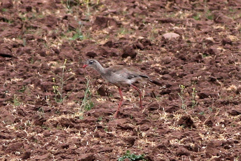 a bird walking through a brown patch of dirt