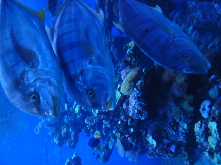 there are several blue fish swimming over the coral reef