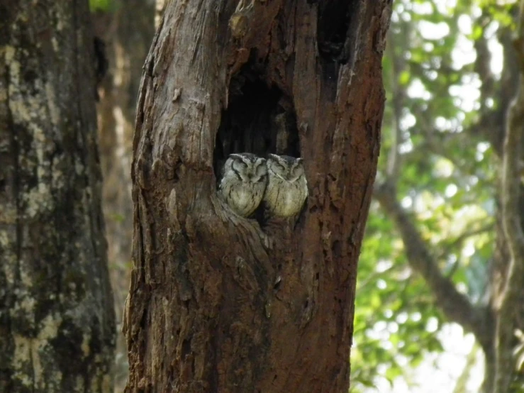 an owl peers out from its niche in a tree