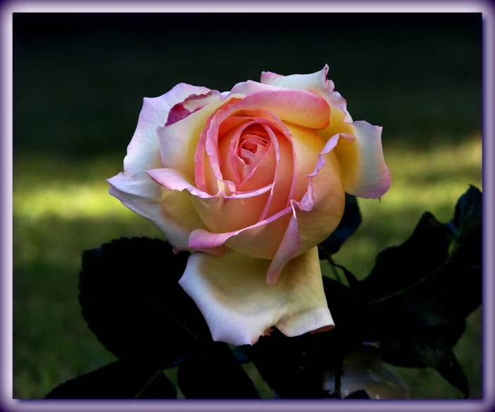 there is a pink and white rose in a flower pot