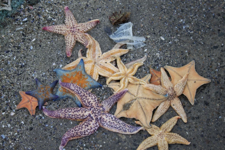 there is a starfish next to several different starfishs