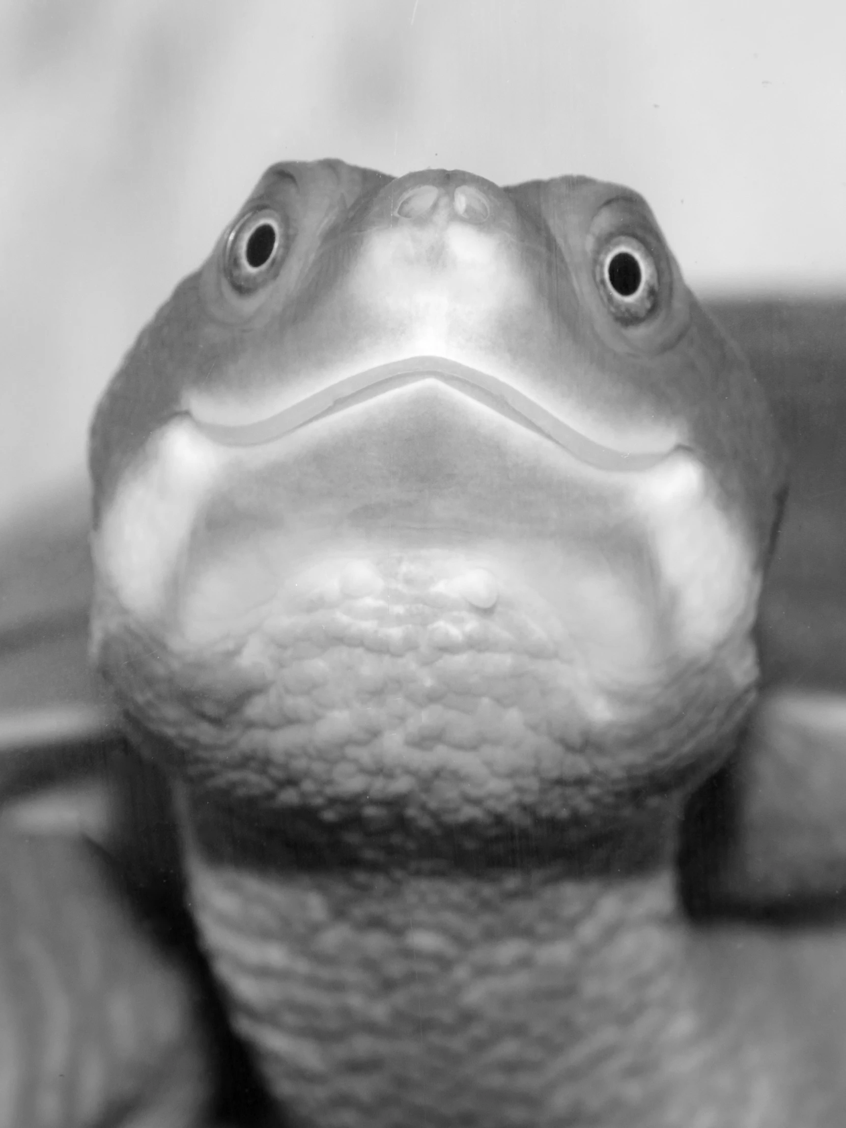 an up close s of a lizard's face and head