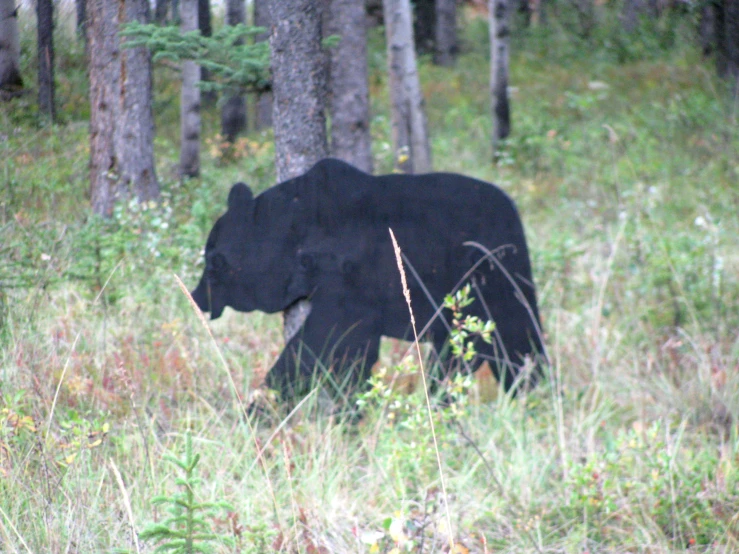 a black bear is walking through some tall grass