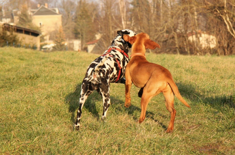 two dogs playing with each other on the grass