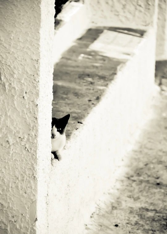 a small black and white cat peers out from a wall