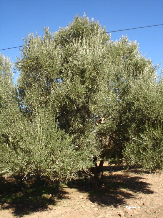 olive tree with very large green leaves near electric line