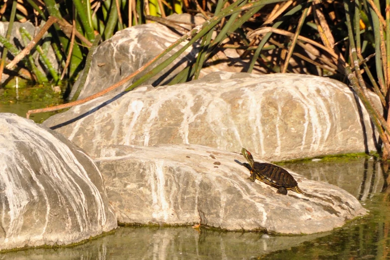 a large turtle on a rock in water