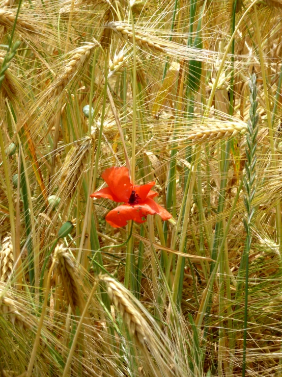 a poppy in a cornfield with lots of grain