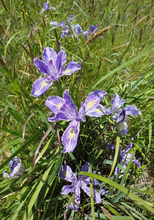 purple flowers in grassy area with grass on the ground