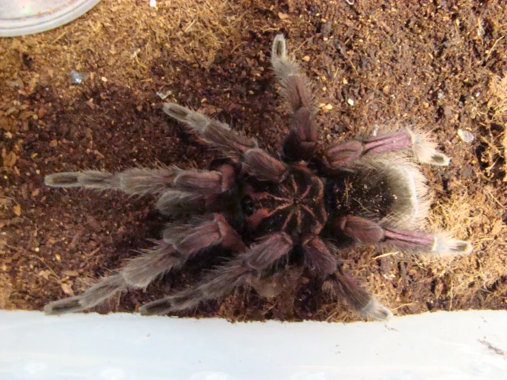 a close up of a very large purple spider