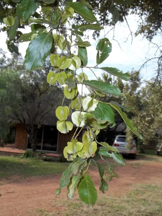 small green leaves hanging from a tree nch in the wild