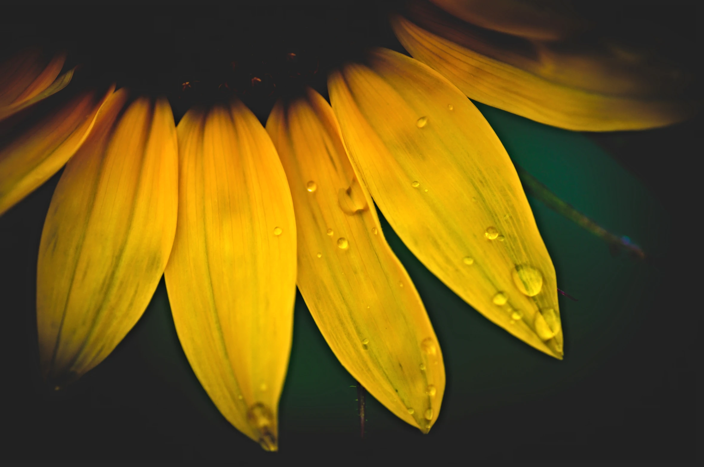 the sunflower is being soaked with water droplets