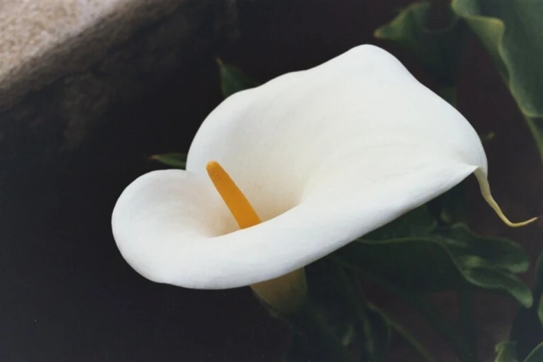 a close up of a white flower with a background