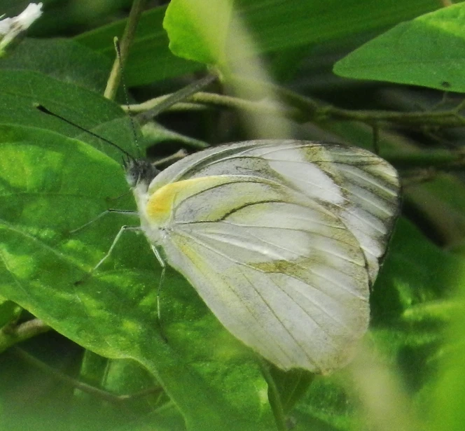 a large white erfly resting on a green leaf