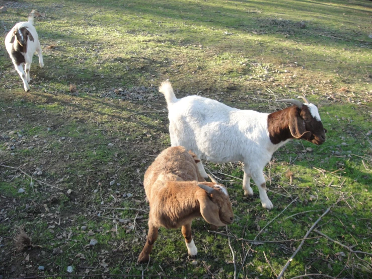 a white and brown goat stands next to another brown goat on a grassy hill