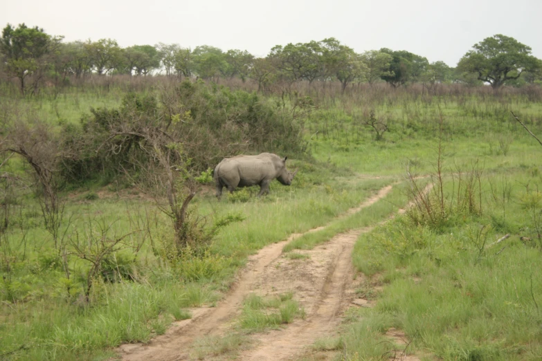 an elephant standing next to a tree filled forest