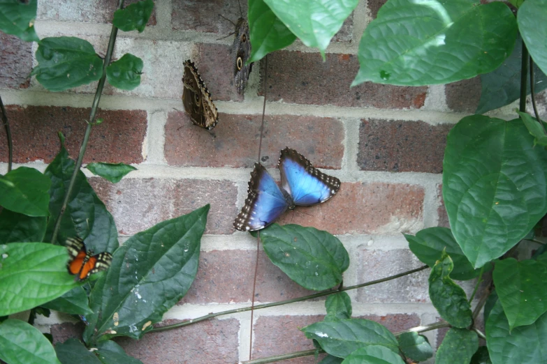 erflies in flight and a green plant behind them