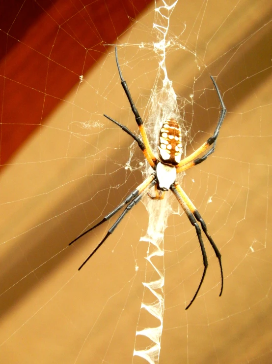 a spider sits on its web in a very large room