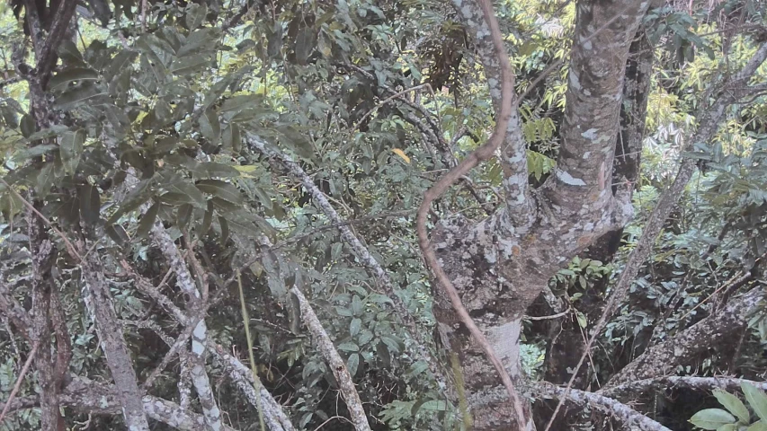 a blurry image of some bushes and trees