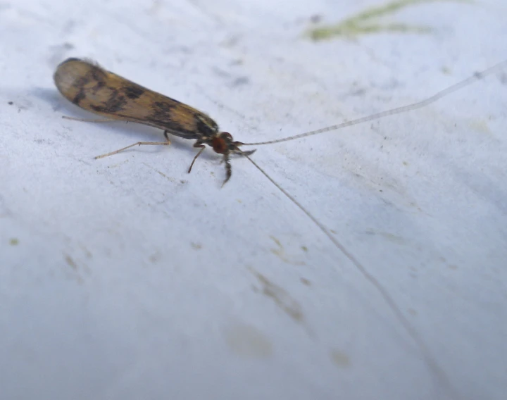 a brown and black insect sitting on white paper