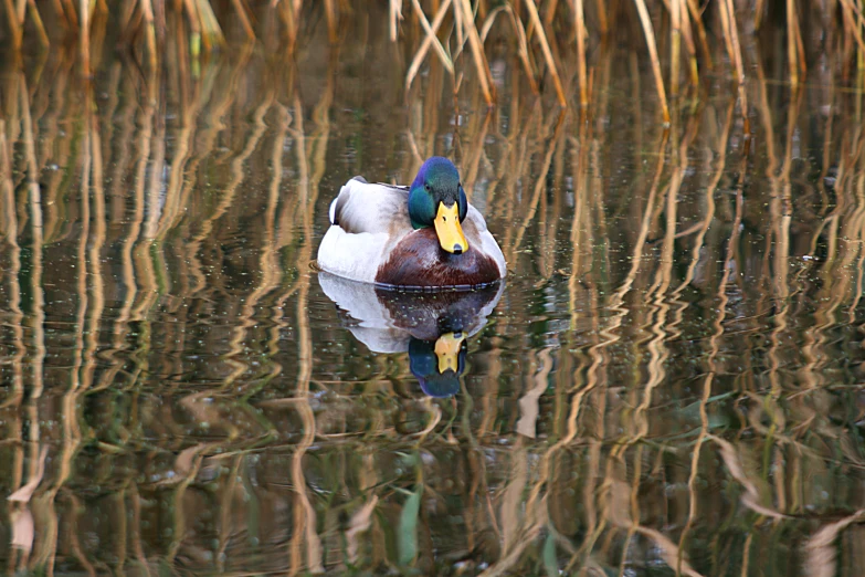 a duck floating in the middle of a pond