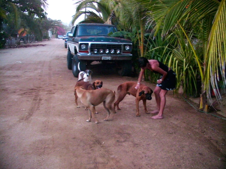 a person and their three dogs are in the street