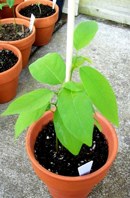 four pots filled with potted plants with small leaves