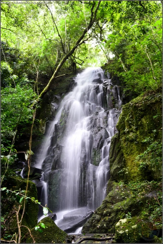 small waterfall in the forest with some green plants