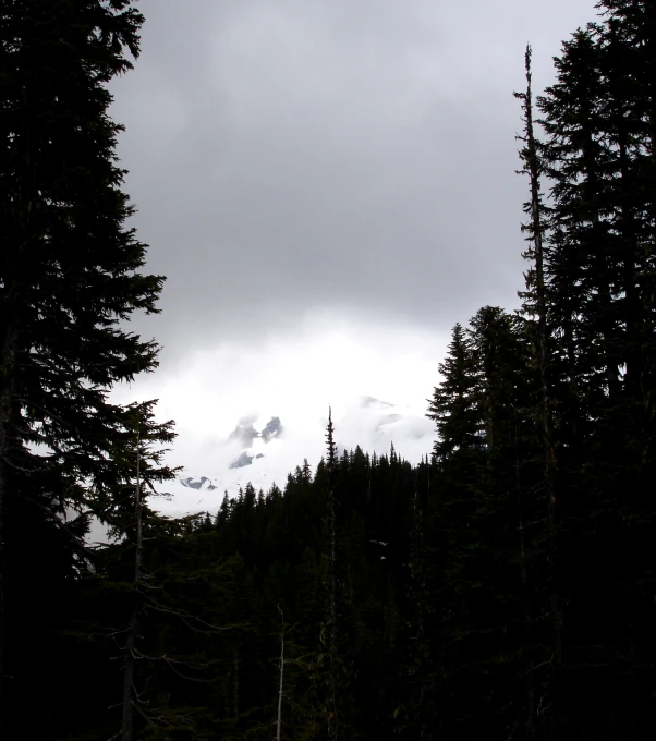 an image of trees in the night sky