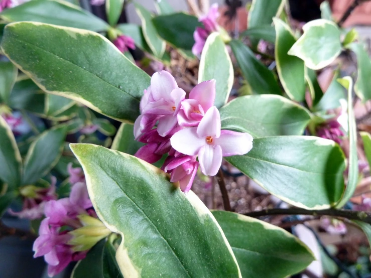 purple flowers are growing on the nch of a bush