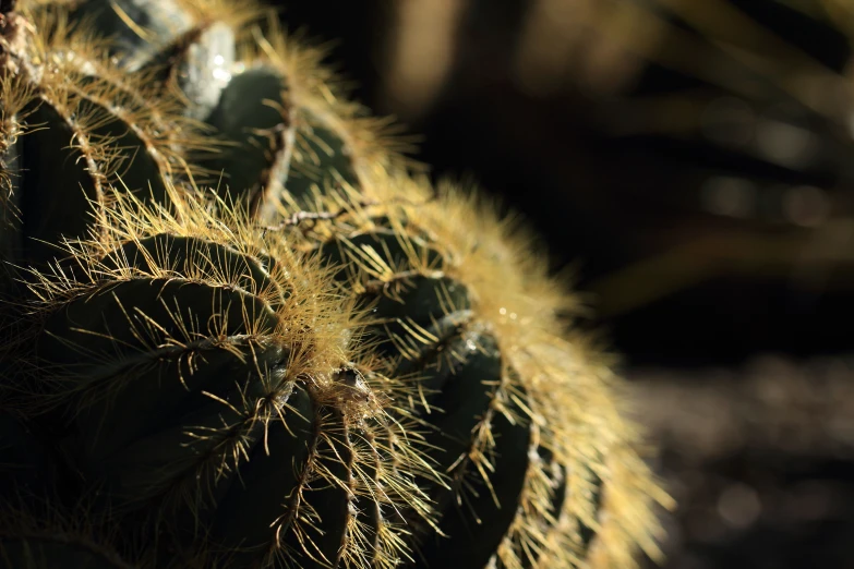 the end of a cactus plant with lots of small green leaves