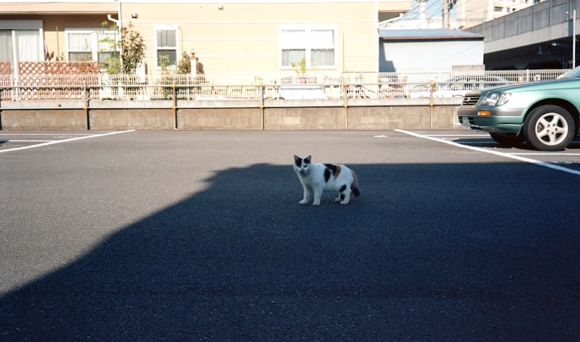 a cat standing in the parking lot of a motel