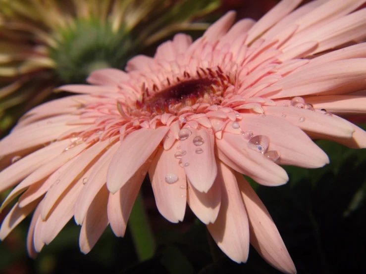 close up of a light pink flower that has droplets