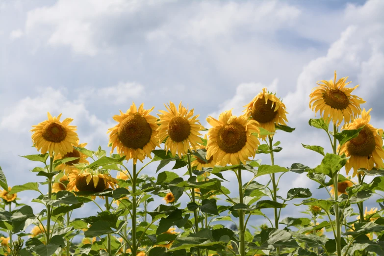 several large sunflowers are shown against the blue sky