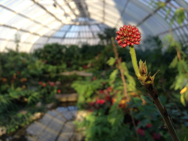 a flower in a greenhouse on a sunny day