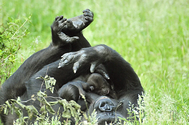 a black gorilla is laying in a field