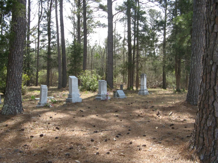 a bunch of headstones are in the woods