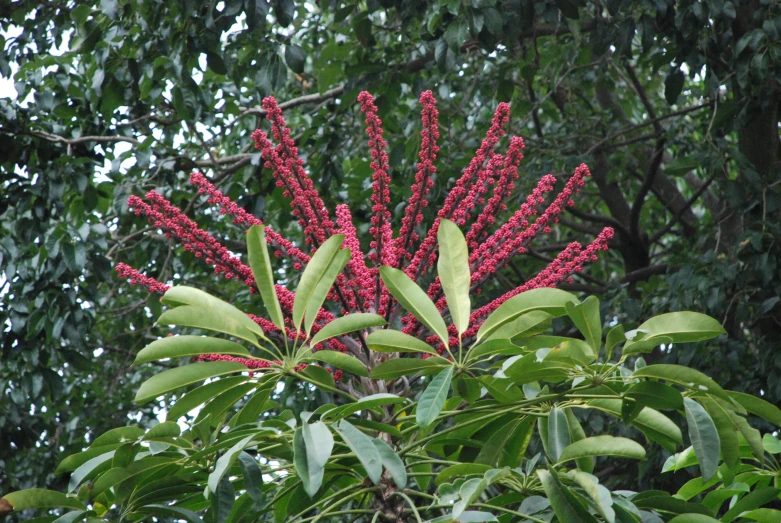 bright red flower blooms with green leaves surrounding them