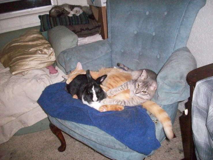 two cats laying on top of a chair in a room