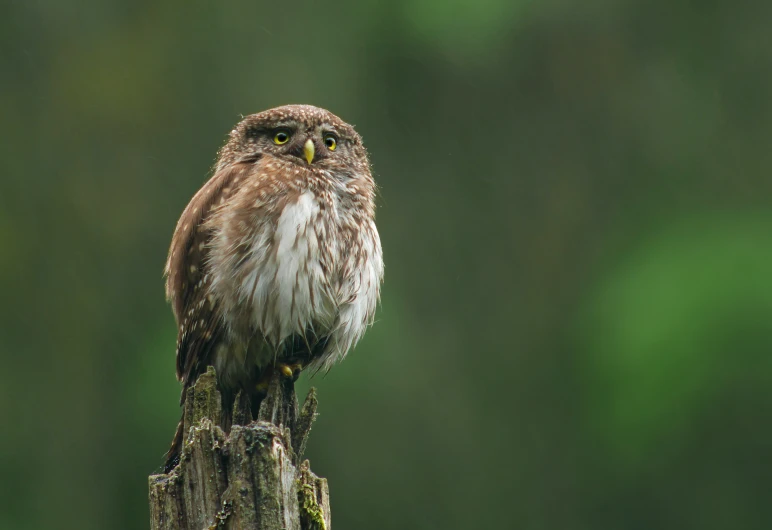 an owl perched on a tree stump