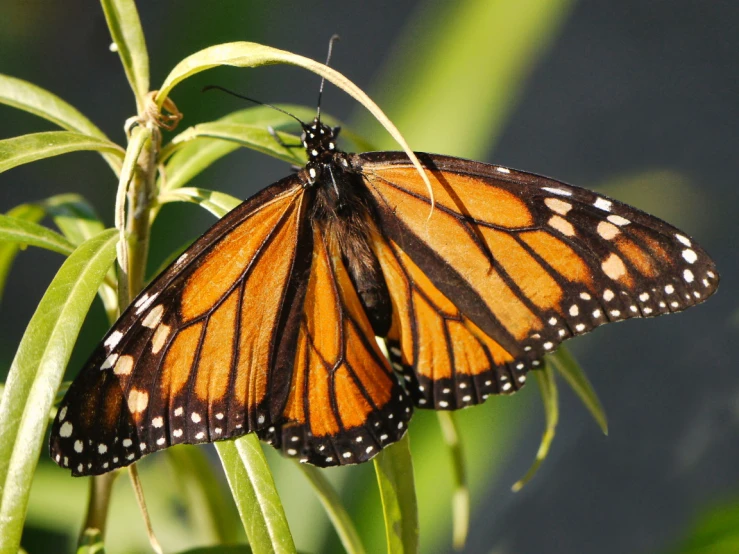 a erfly with very large wings sitting on a plant