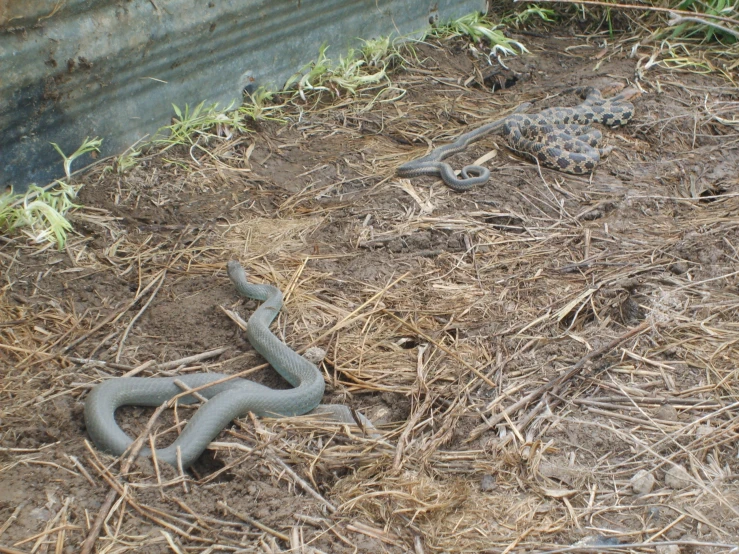 an animal snake is curled up in the dirt